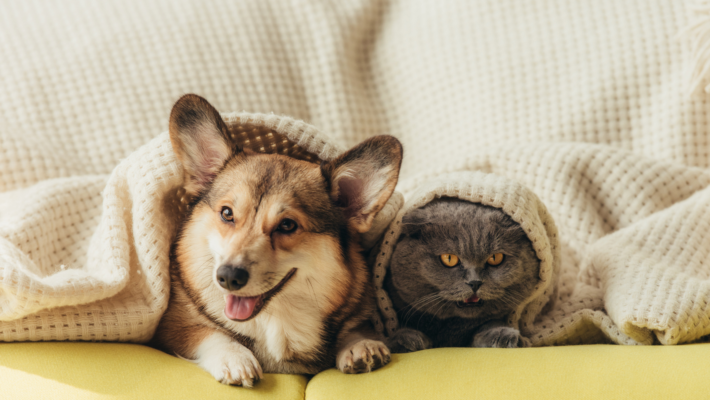 Explore the Enchanting Realm of the Paradise with your pet