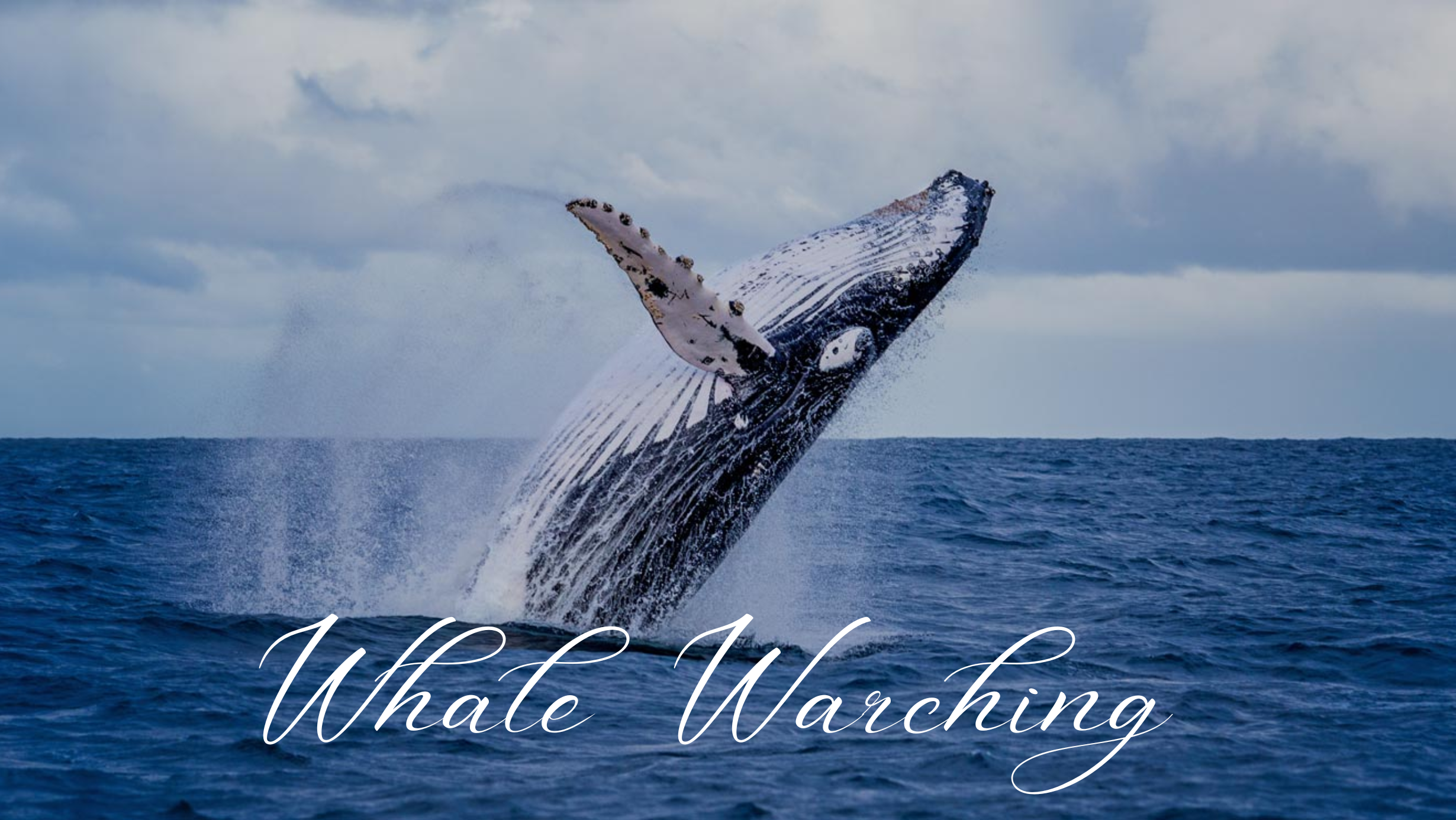 Sail into Luxury: Private Boats and Whale Watching Adventures in Sri Lanka