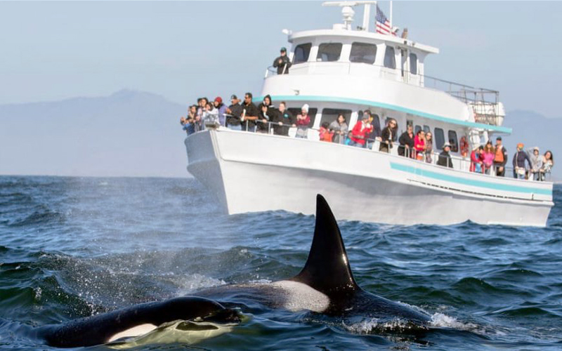 The Ultimate Luxury Guide: Best Time for Whale Watching in Sri Lanka